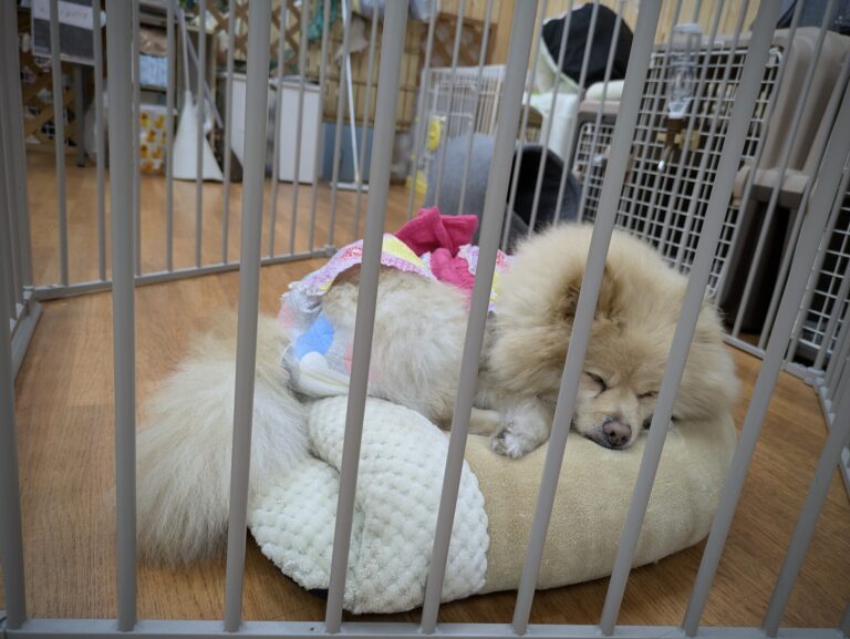 保護犬パークのサークルでぐうぐうぐっすり眠っていた大きなポメラニアン 保護犬パークのサークルでぐうぐうぐっすり眠っていた大きなポメラニアン